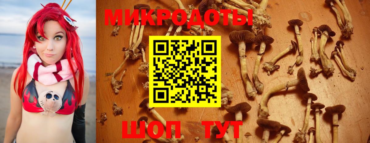 Галлюциногенные грибы Psilocybine cubensis Ахтубинск